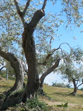 Agriturismo Isola Felice Nissoria Enna Sicilia