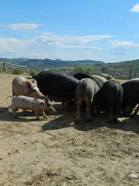 Agriturismo Isola Felice Nissoria Enna Sicilia