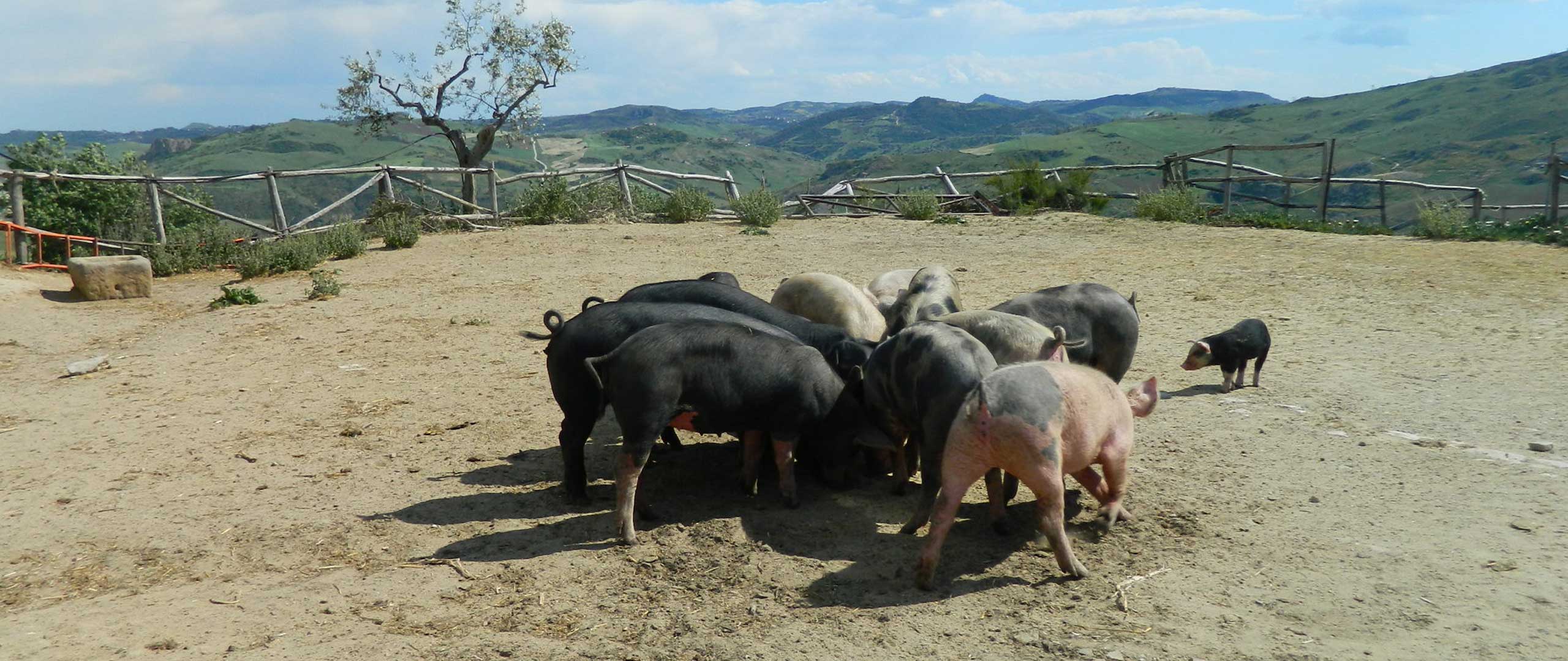 Agriturismo Isola Felice Nissoria Enna